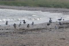 61610_172185562922387_60784689_n