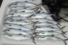 Load-of-Spanish-Mackerel