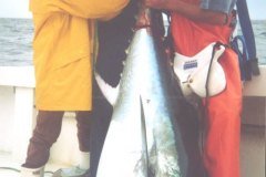 bluefin1